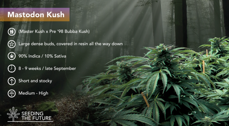 Mastodon Kush - ETS