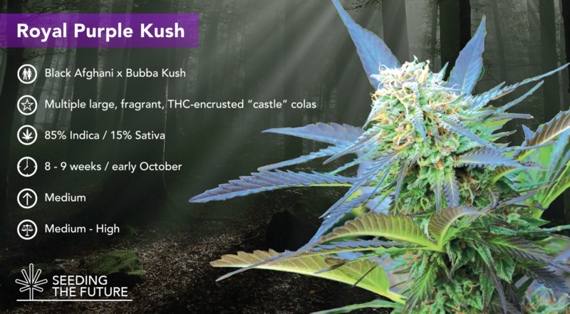 Royal Purple Kush - ETS