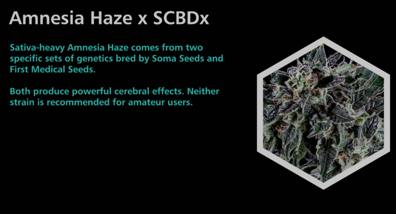 Amnesia Haze X SCBDx - SuperCBDx