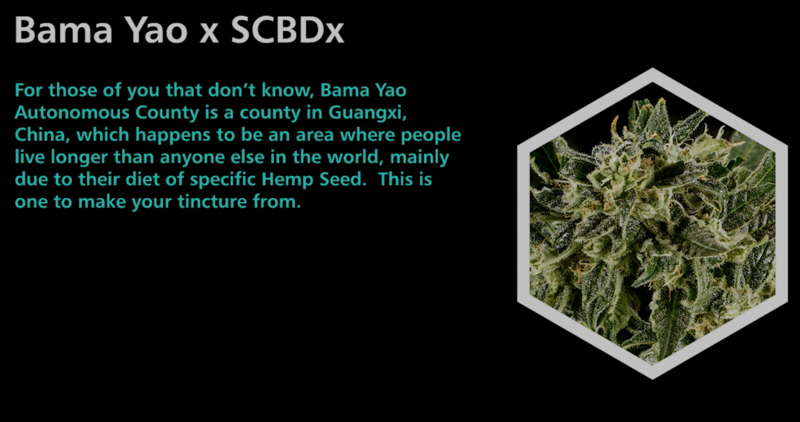 Bama Yao X SCBDx - SuperCBDx